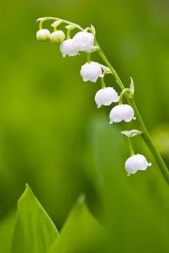 Small lilies Stock Photos