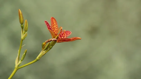 Small lily Stock Footage 35658110