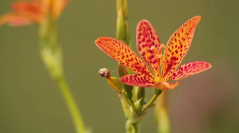 Small lily II Stock Footage 35658091