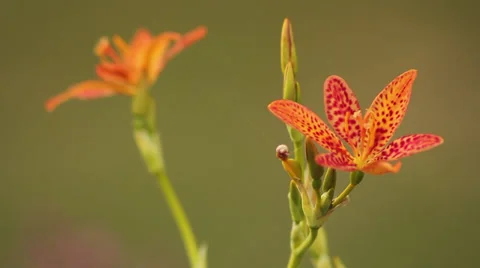 Small lily III Stock Footage 35658077