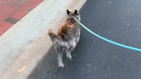 Small limping dog runs down a hallway Stock-Footage 159566787