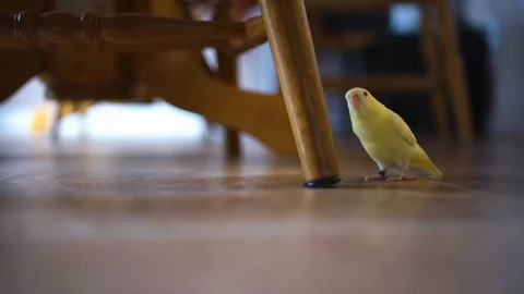Small lineolated parakeet standing on the floor of a kitchen near a chair 库存影片 117045227