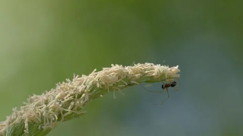 Small Linyphiidae Spider Crawling on Flowering Grass - 4K Macro Wildlife B-Roll Vídeos de archivo 335831699