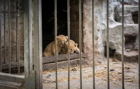 Small lion cub makes the first steps. 写真素材
