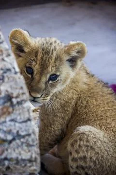 A small lion cub Stock Photos