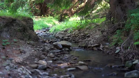 Small little creek in the pine wood forest Stock Footage 312342353