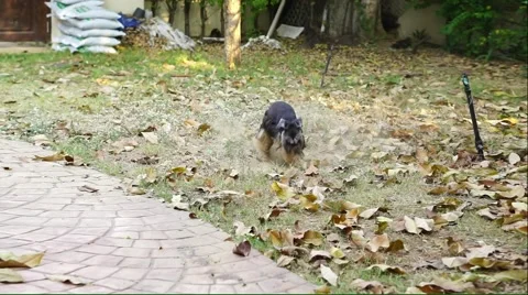 Small little dog digging the ground Stock Footage 46977107
