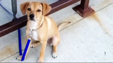 Small little dog Video stock 158633057