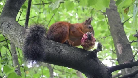 Small little orange squirrel with red fur on pine branch chews cedar cone Stock Footage 277562308