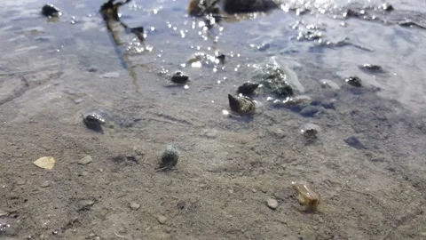 Small little snail and shell moving around. Very clean and clear water. Stock Footage 143527384