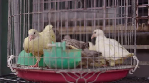 Small live chickens in a cage before being sold at the local market on Ho Chi Video stock 278375254