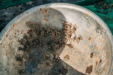 Small Live Crabs Collected in Weathered Metal Basin Foto stock