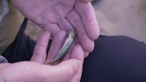 Small live fish pike in hands 스톡 동영상 78592973