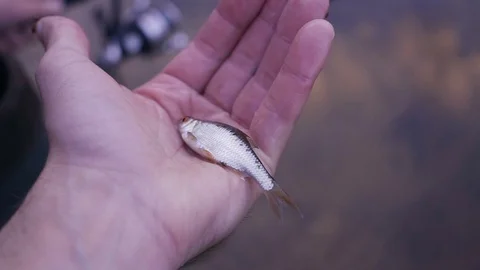 Small live fish roach in hands Видео 78622416