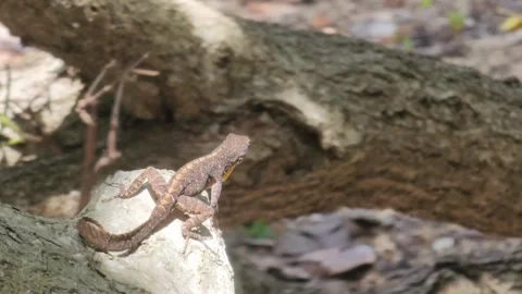 Small lizard basking on bark Stock Footage 259923254