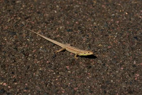 A small lizard is basking on the dark asphalt in the sunlight. Stock Photos