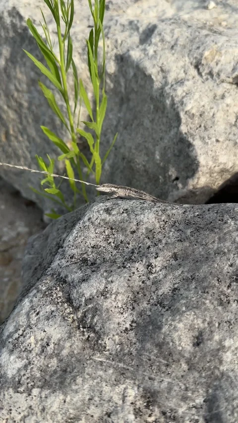 Small lizard basking on rocks in natural habitat with greenery in background Stock Footage 315524722