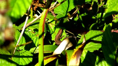 A small lizard basking in the sun Stock Footage 69055736