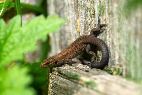 Small lizard basking in the sun Stock Photos