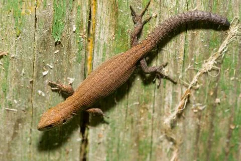 Small lizard basking in the sun Stock Photos