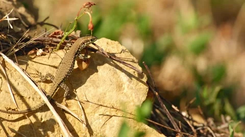 A small lizard basks on a sun-warmed stone 動画素材 342933182