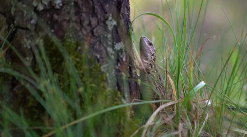 Small lizard beside birch Stock Footage 64177415