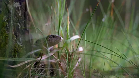 Small lizard beside tree Stock Footage 64177772