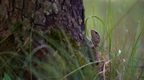 Small lizard on birch Stock Footage 64177196