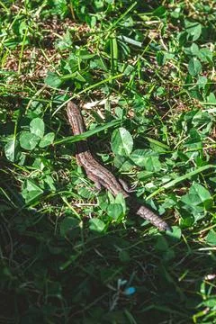 Small lizard blending seamlessly into the lush green grass of a garden or meadow Stock Photos