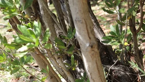 Small Lizard in the Brush Video stock 83981487