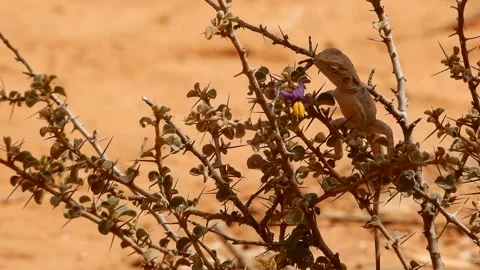 Small Lizard in bush, Dragon Reptile in Outback Western Australia Stock Footage 218079105
