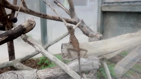 A small lizard, camouflaged against a backdrop of weathered branches Stock Footage 310422685