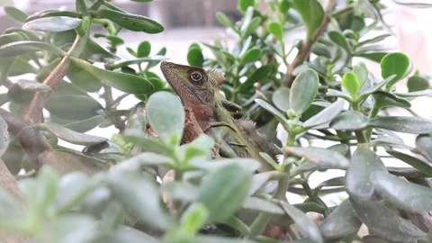 A small lizard, camouflaged amongst the lush greenery of a jade plant Stock Footage 310422708
