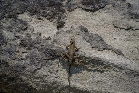 Small lizard camouflaged on rough rock surface 库存照片