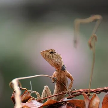 Small lizard climbing on brown leaf. Stock Photos