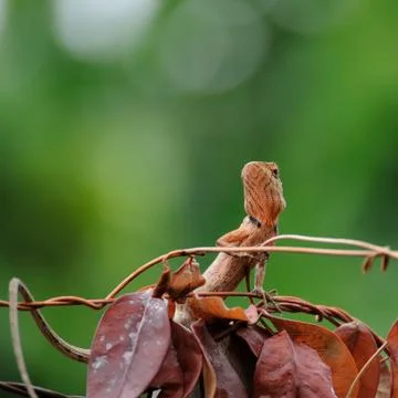 Small lizard climbing on brown leaf. Stock Photos