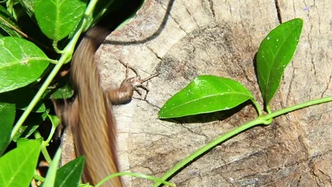 Small lizard climbing green leaves near wooden stump Stock Footage 316538189
