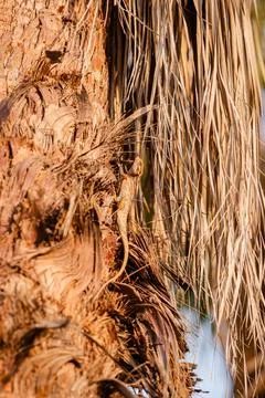 Small Lizard Climbing Palm Tree Trunk with Textured Bark Stock Photos