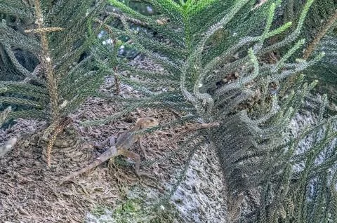 Small Lizard Climbing Tree Trunk in Green Tropical Area Stock Photos