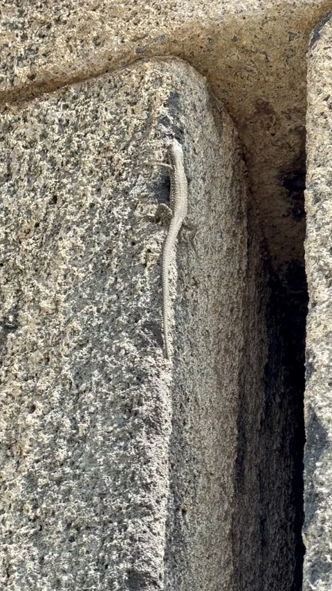 Small lizard climbs textured stone wall, navigating between crevices and edges Stock Footage 344345419