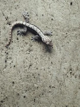 Small lizard on a concrete wall Stock Photos