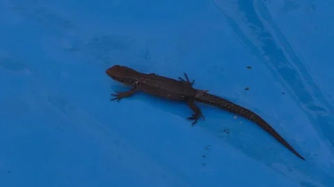 Small lizard crawling on blue surface Video stock 54141925