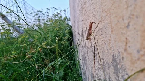 Small Lizard Crawling On Concrete Wall Surface 库存影片 338039203
