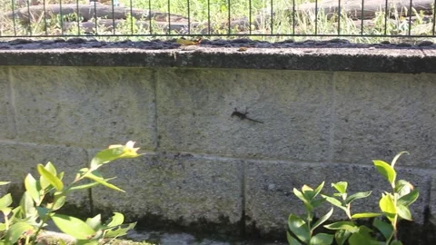 Small Lizard Crawling on a Concrete Wall Outdoors (1) Stock Footage 346203985