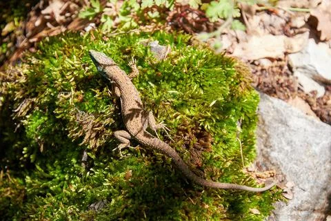 Small lizard crawling on the green moss in the jungle Stock Photos