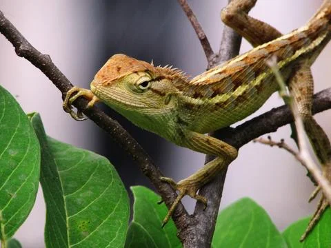 A small lizard crawling on a tree branch photo Stock Photos