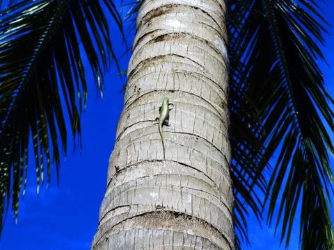 Small lizard crawling on tree Stock Photos