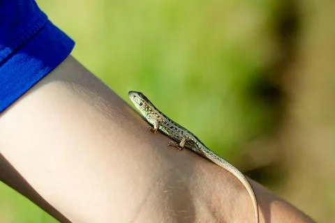 A small lizard crawls along the hand, against the background of greenery Stock Photos