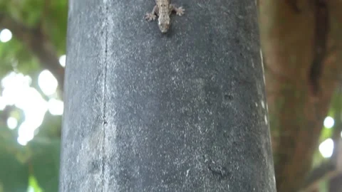 A small lizard crawls Stock Footage 239701557