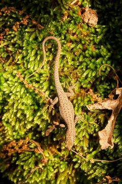 A small lizard crawls in the green moss in the forest Stock Photos